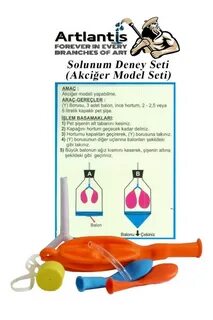 Akciğer Model Seti (solunum Sistemi Deney Modeli)