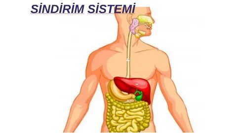 Sindirim Sistemi Emin İş.