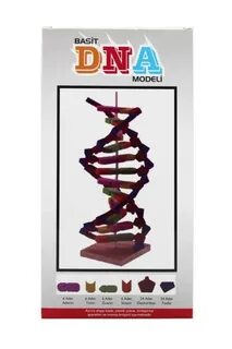 Dna Modeli Yapım Seti Emin İş