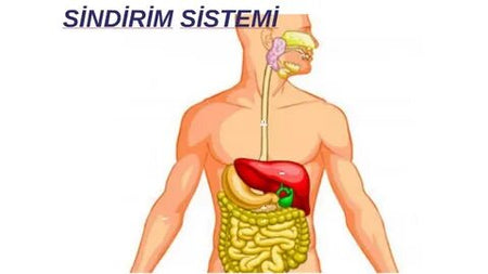 Sindirim Sistemi Emin İş.