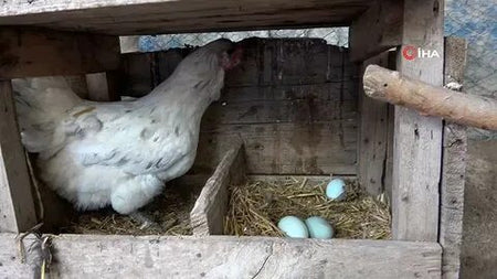 YUMURTLAYAN TAVUK